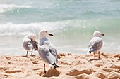 Silver Gulls on Manly Beach,Australia
