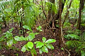 Daintree rainforest,Australia