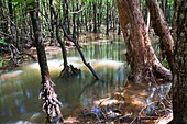 Mangrove trees