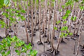 Mangrove swamp at high tide in Cairns