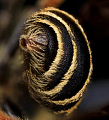 Mining bee abdomen