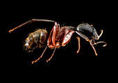 Red carpenter ant