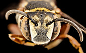 Parasitic bee