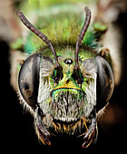 Green burrowing bee