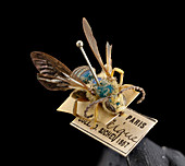 Antique bee specimen