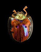 Golden tortoise beetle