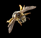 Gold-tailed melitta bee
