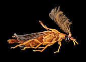 Glowworm beetle,male