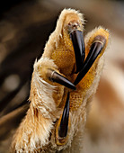 Northern saw-whet owl foot