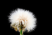 Sow thistle seed head