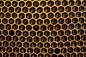 Honeycomb and honey