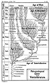 Paleontological tree of vertebrates