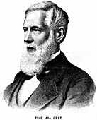 Asa Gray,American botanist
