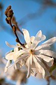Royal Star Magnolia (Magnolia stellata)
