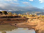 Extensive cow farming with water hole