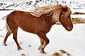 Icelandic horse