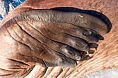 Walrus front flipper