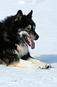Husky sled dog leader