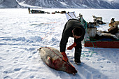 Inuit hunter butchering a seal
