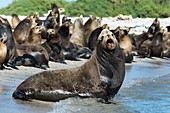 California sea lions