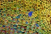Forsythia stem,light micrograph