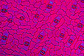 Hosta stomata,light micrograph