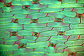 Lily of the valley stomata,micrograph