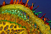 Nettle stem,light micrograph