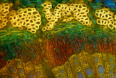 Oak stem,light micrograph