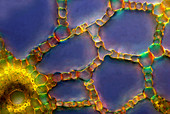 Pondweed stem,light micrograph
