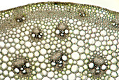 Grass stem,light micrograph