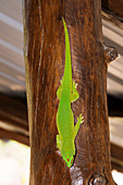 Green day gecko