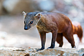 Ring-tailed mongoose