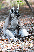 Ring-tailed lemur and baby