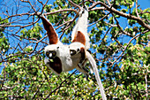 Coquerel's sifaka and baby