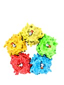 C-reactive protein molecule