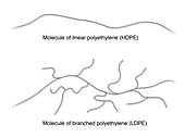 Branched and linear polyethylene