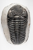 Drotops megalomanicus trilobite fossil