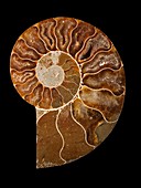 Ceratites ammonite fossil
