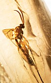 Long-legged fly in amber