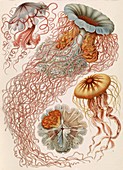 Discomedusae jellyfish,1904