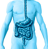 GI Tract,illustration