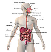 Digestive System,illustration