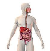 Cirrhosis of the Liver,illustration