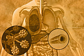 Thoracic Organs,illustration