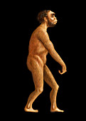 Homo naledi,illustration