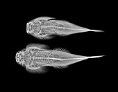 Torrent loaches,X-ray