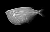 Spotted hatchetfish,X-ray