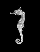 Shiho's seahorse,X-ray