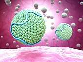 Low-density lipoproteins,illustration